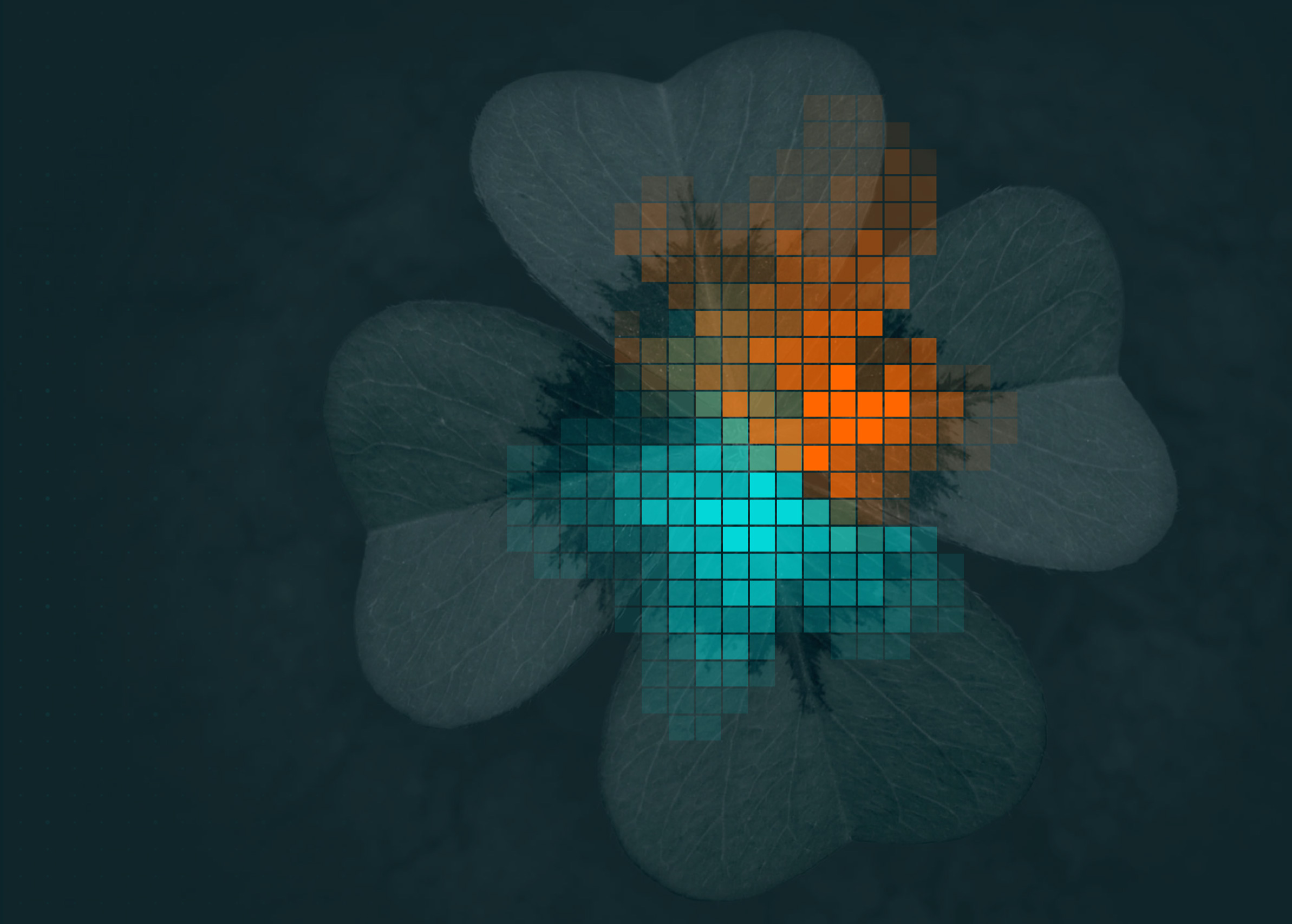 Oxalis clover pattern in brand colors